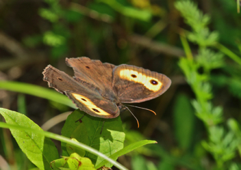 Common Wood-Nymph